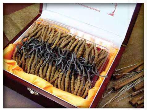 北票冬虫夏草回收